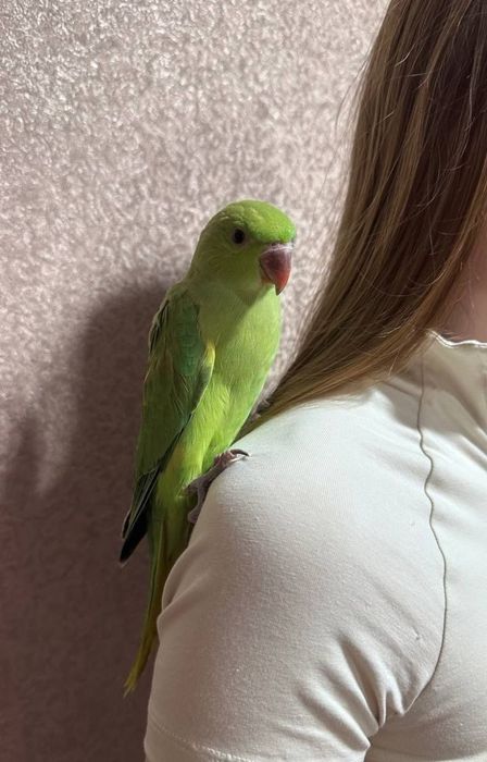 Ожереловый попугай ручной