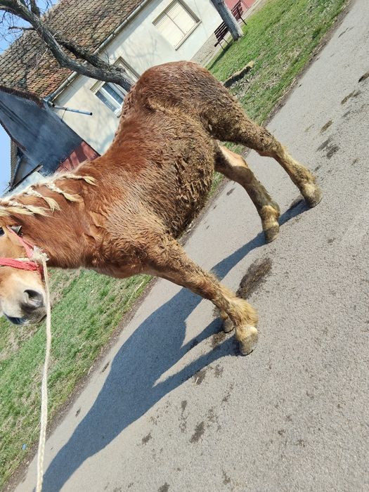 Vând mânz de 8 pe 9.luni.