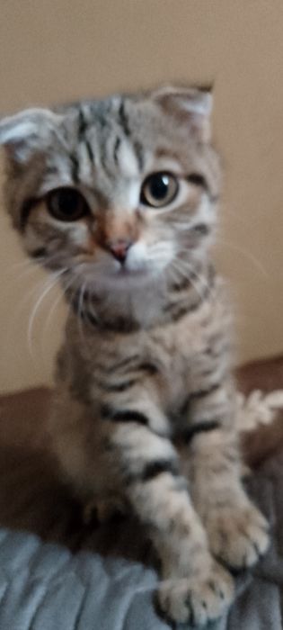 Котёнок вислоухая