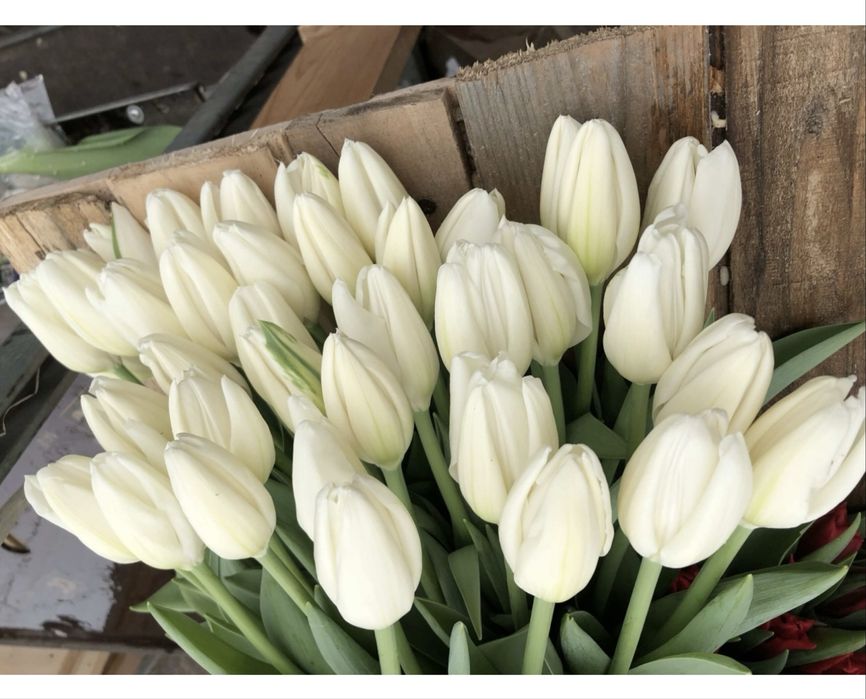 Продам тюльпаны  голландские оптом