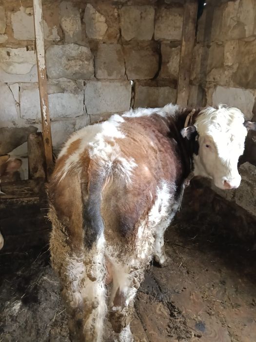 Бұқалар сатылады