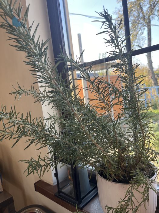 Продам Розмарин