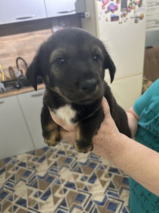 Отдам щенка в добрые руки