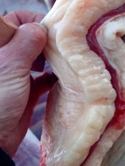 Продаются лошади (согым)