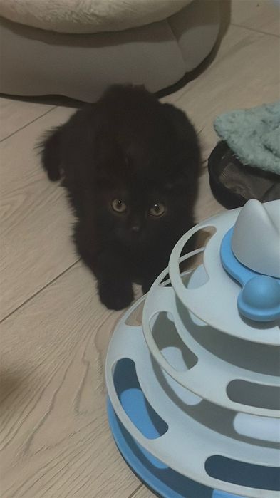 Черный котенок бесплатно