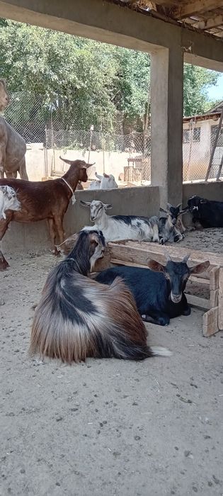 Capre,iezi și țapi de vânzare