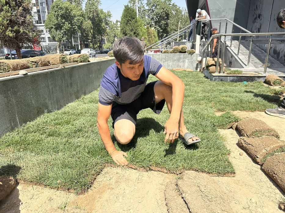 Газон екиш хизмати tayyor gazon Gazon optom