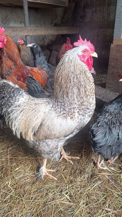 Продам молодых петухов