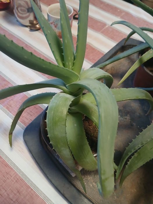 Алоэ вера лечебное