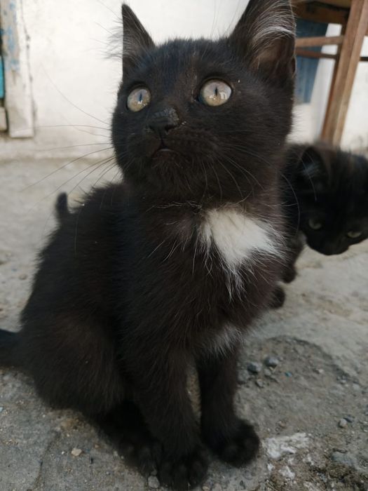 Отдам котят в хорошие руки