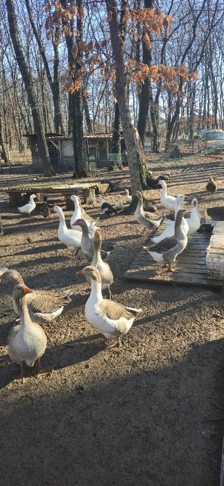 Гъски за разплод