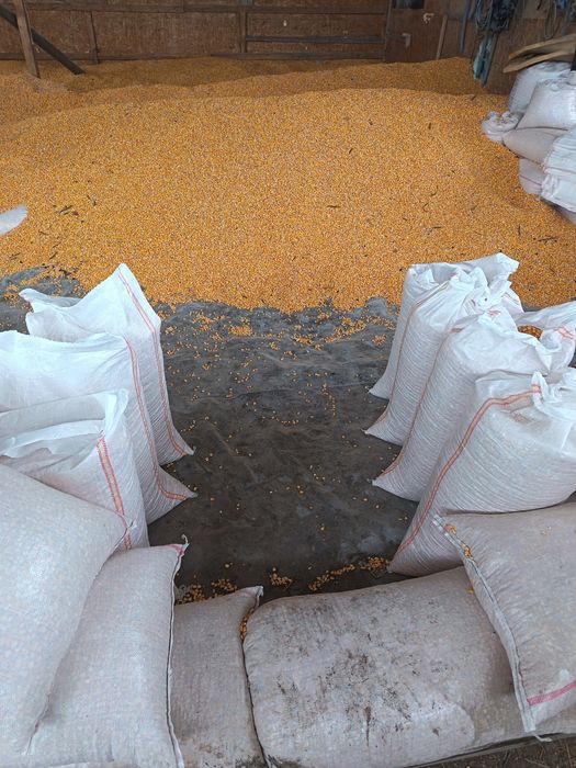 Porumb boabe romania