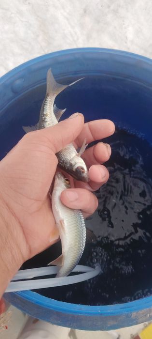 Семей живец сорожка