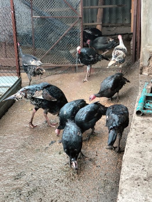 Индюки/түйетауық