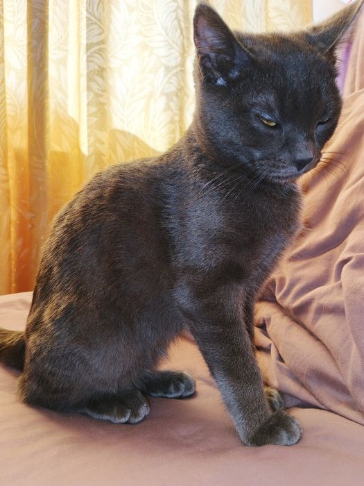 Продается Кот Томми