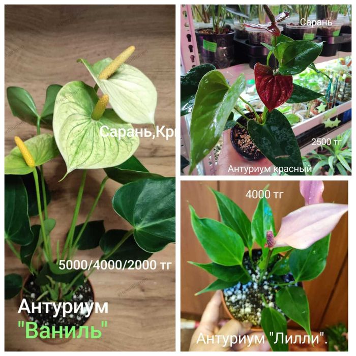 Антуриум разный..