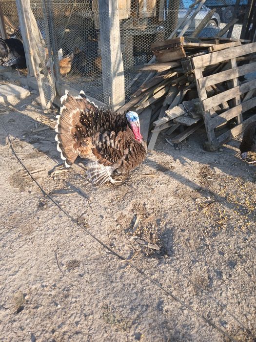 Curcan maro de casă