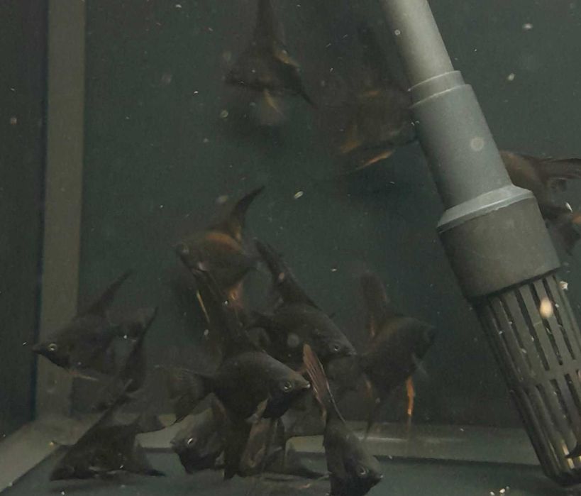 Всеки ден е черен петък!