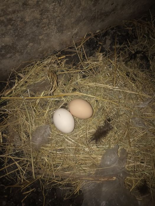 Тауык сатылады туркестан