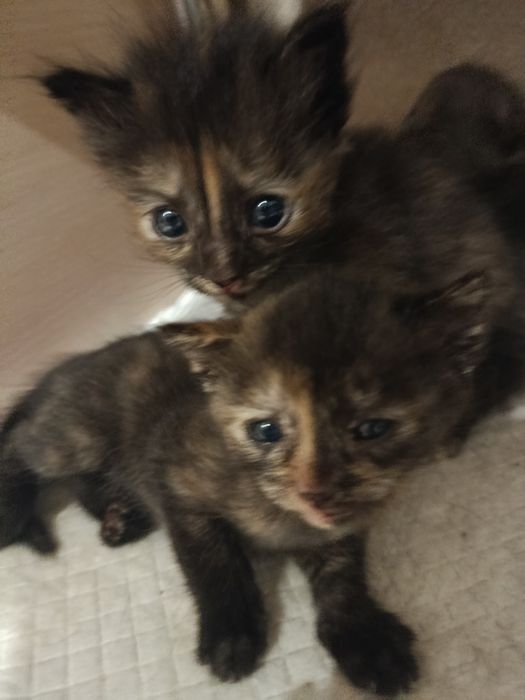 Отдам в добрые руки