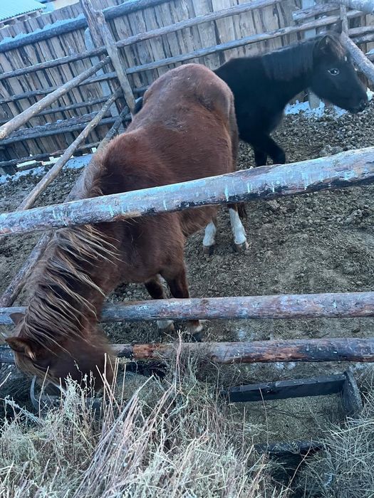 Продам лошадь ,жеребая