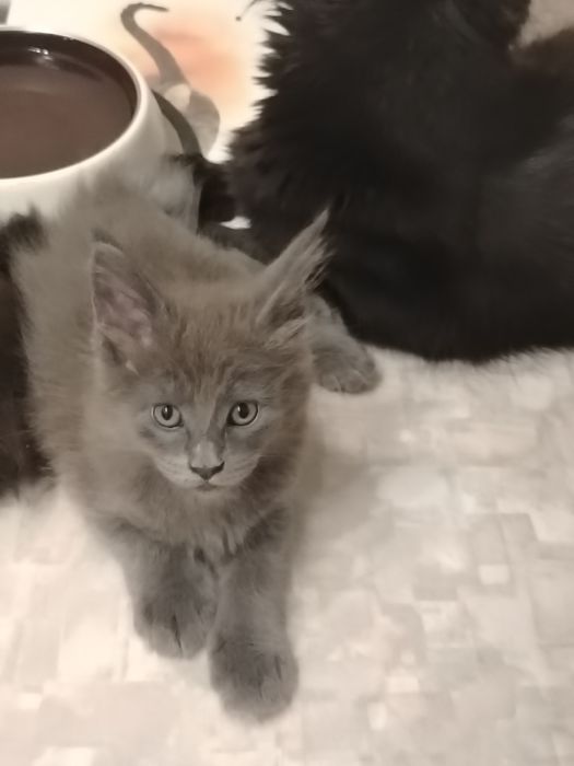 Котёнок Мейн-кун из питомника