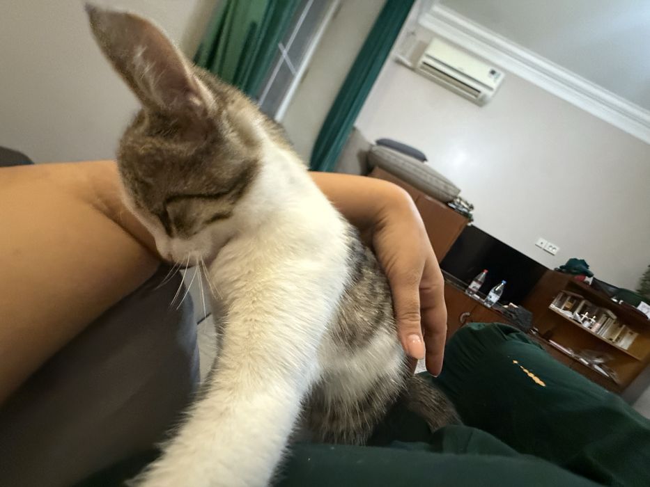 Котенок Амура в любящие руки