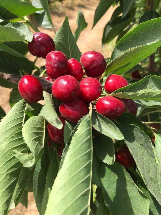 Barcha kuchatlar mavjud kelishilgan narxlarda