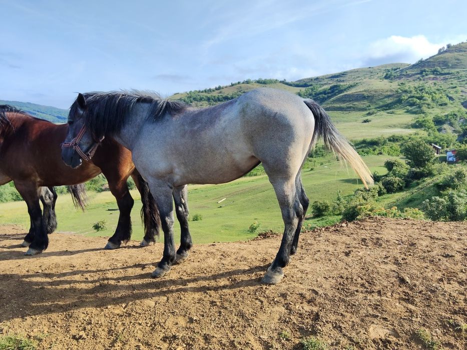 Vând mânză de 3 ani bună la ham