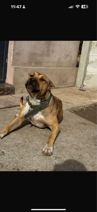 Se doneaza mix 4 rase