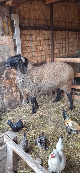 Berbec bulgaresc varsta doi ani