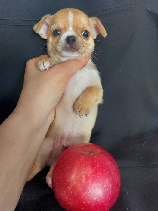 Продаю щенков чихуахуа