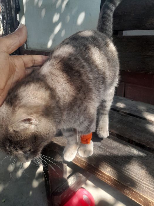 Отдам Бесплатно кошка бепул мушук