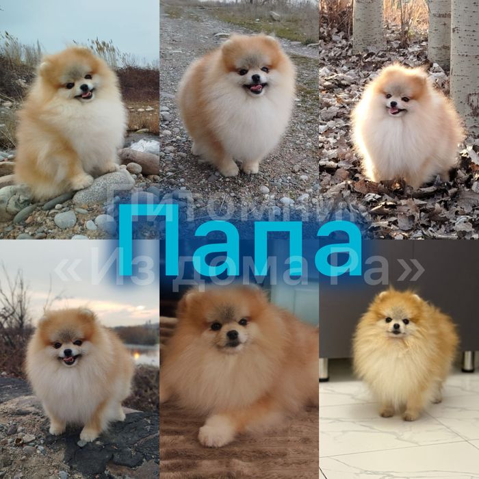 Померанский шпиц (миники)