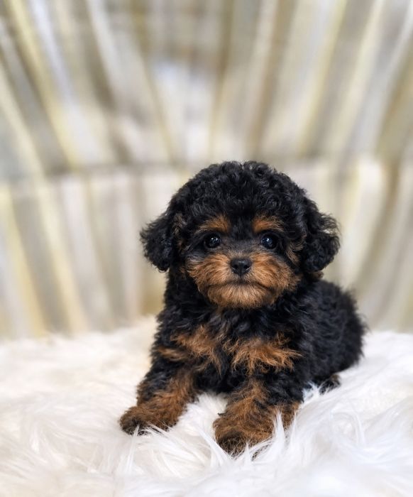 Caniche poodle mini toy exemplar