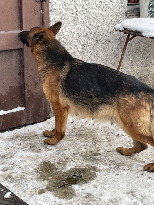 Щенки немецкой овчарки