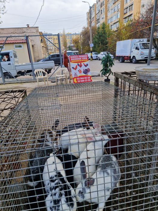 Xoroz tovu quyon kurka ordeklar sotiladi