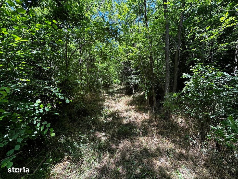Teren Padure 6857 mp. intravilan Com Bujoreni-Valcea