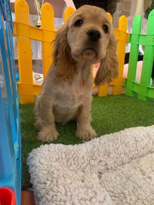 Băiețel Cocker spaniel auriu