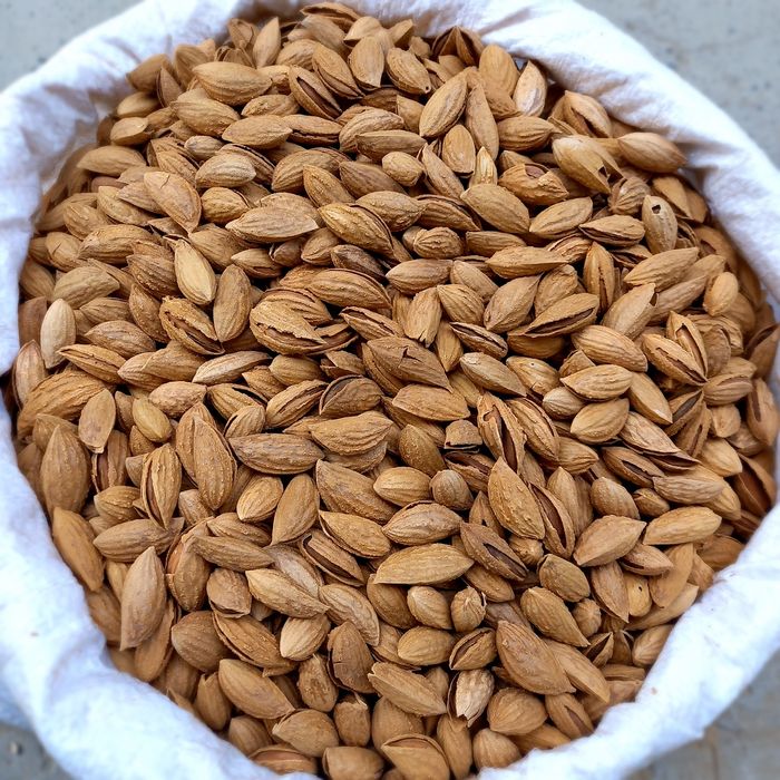 Porno: Ikki qiz bir yigitga analingus qilmoqda