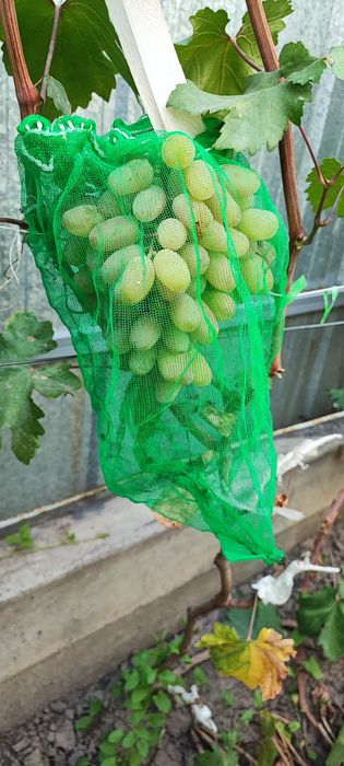 Виноград этого сезона