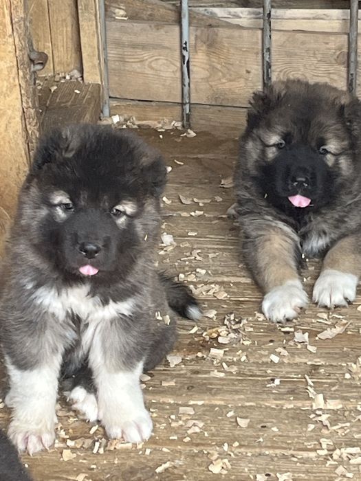 Щенки кавказской овчарки
