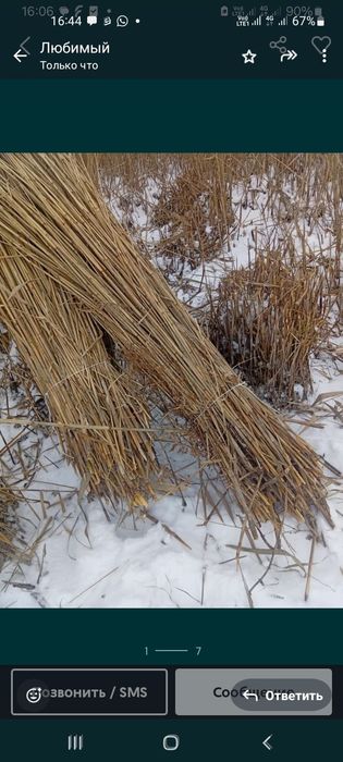 Продам Камыш за 1000 т