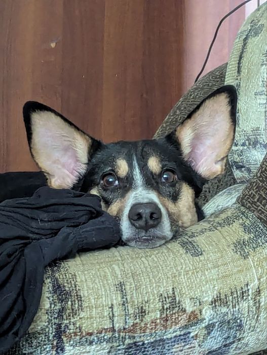 Дом и родители для Локи