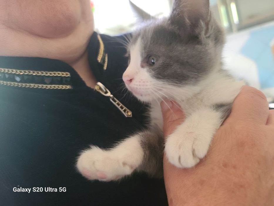 Skottish strayt og'il va qiz 2,5 oylik