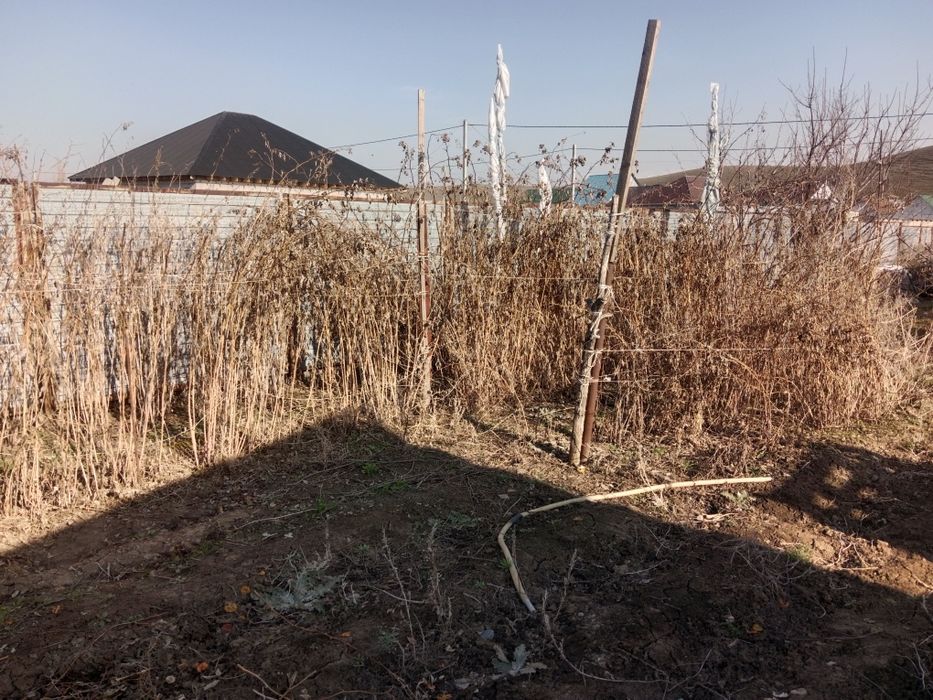 Ремонтатный малина