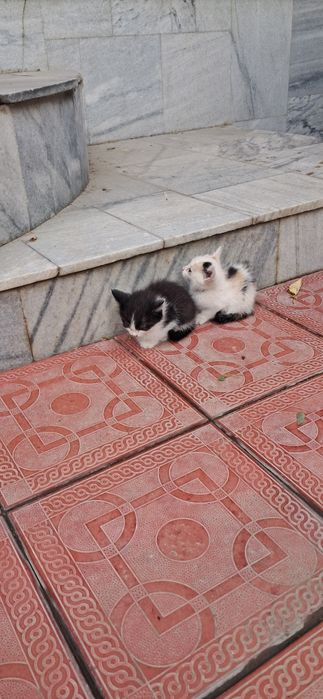 Продаются КОТЯТА