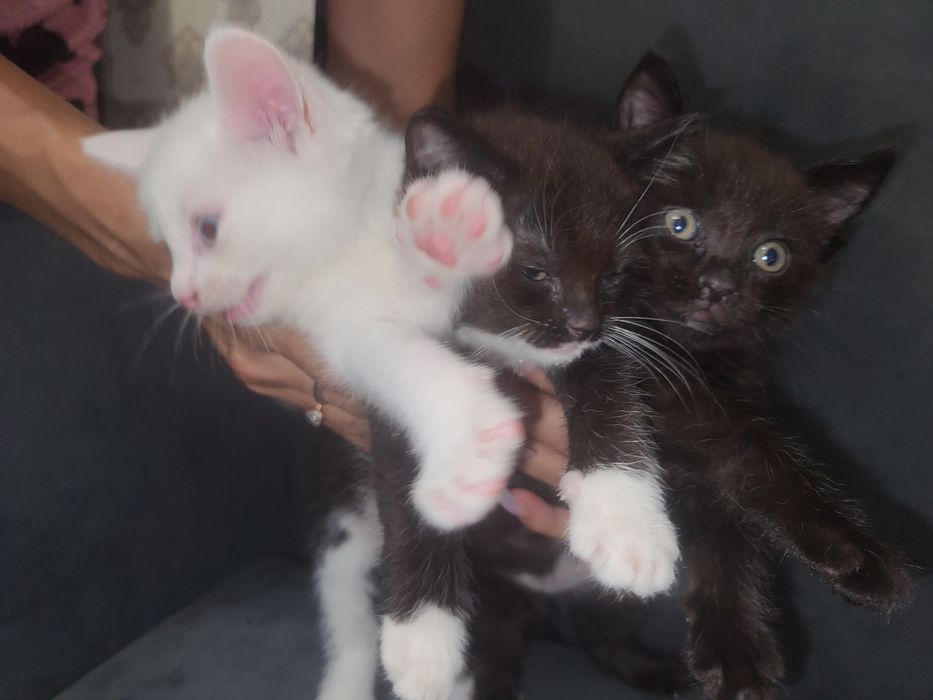 Отдам в добрые руки котят