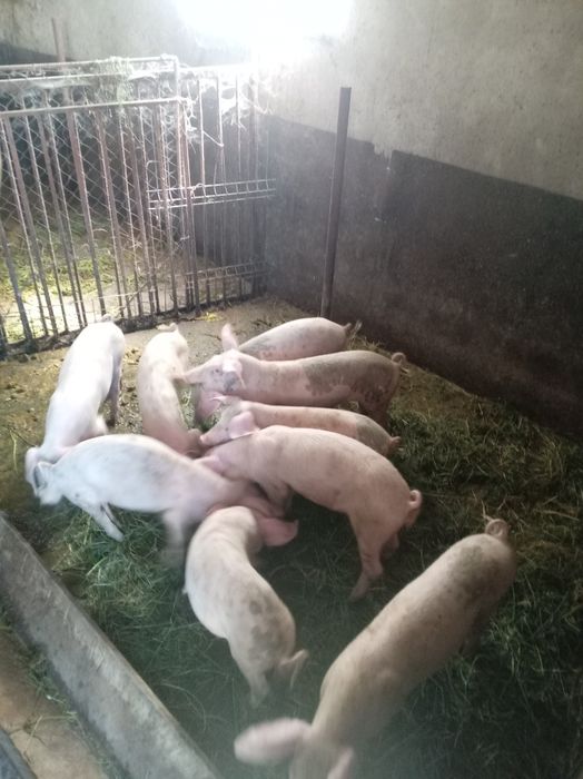 Vind baloti de lucerna