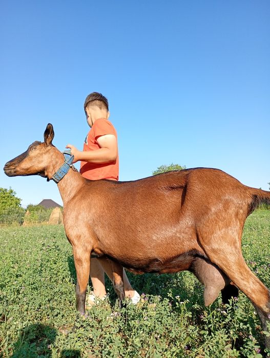 Alpina Franceza rasă pură